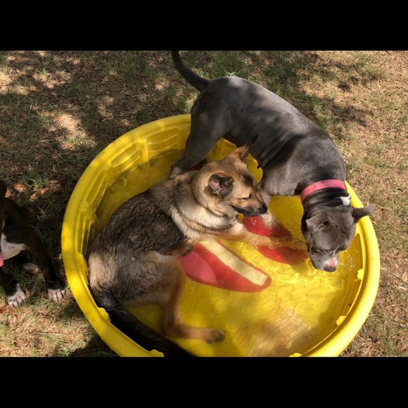 ""OUR RESCUES DOGS " - Picture 5 of 13